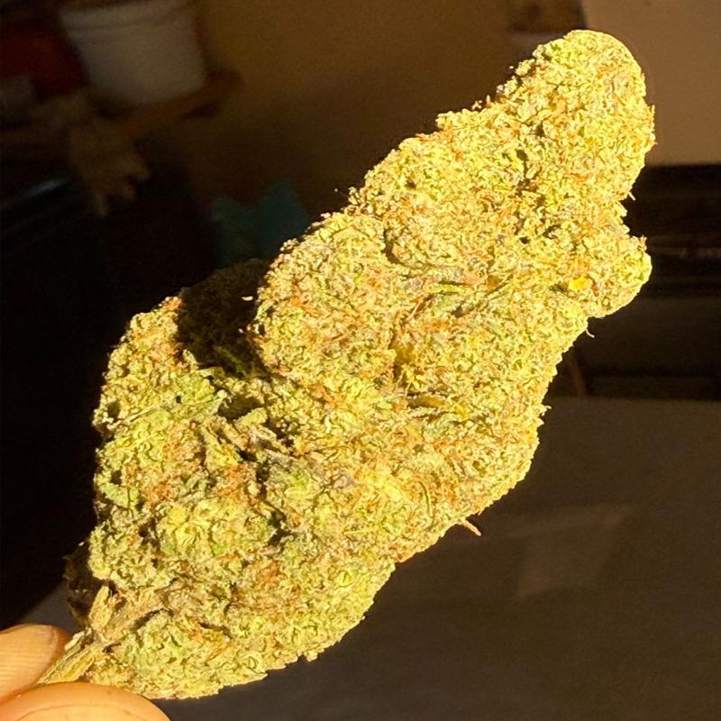 Flower 1g - White Chocolope (AAA Indoor)